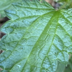 Urtica incisa at Berlang, NSW - 3 Oct 2022