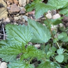 Urtica incisa at Berlang, NSW - 3 Oct 2022