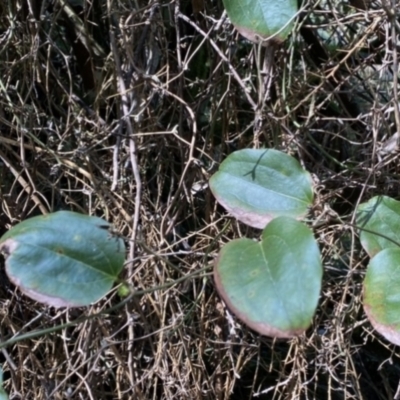 Smilax australis (Barbed-Wire Vine) at QPRC LGA - 3 Oct 2022 by Ned_Johnston