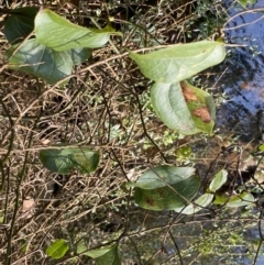 Smilax australis at Berlang, NSW - 3 Oct 2022