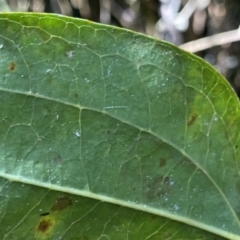 Smilax australis at Berlang, NSW - 3 Oct 2022 06:56 PM