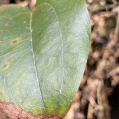 Smilax australis at Berlang, NSW - 3 Oct 2022