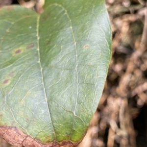 Smilax australis at Berlang, NSW - 3 Oct 2022 06:56 PM