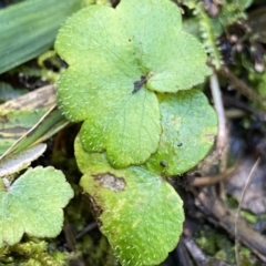 Hydrocotyle laxiflora (Stinking Pennywort) at Berlang, NSW - 25 Sep 2022 by NedJohnston