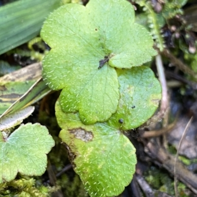 Hydrocotyle laxiflora (Stinking Pennywort) at Berlang, NSW - 25 Sep 2022 by Ned_Johnston