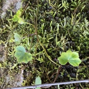 Hydrocotyle laxiflora at Berlang, NSW - 25 Sep 2022