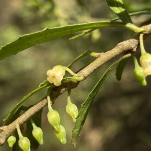 Melicytus dentatus at Berlang, NSW - 25 Sep 2022