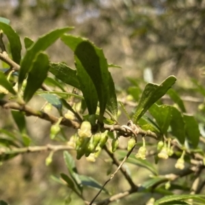 Melicytus dentatus at Berlang, NSW - 25 Sep 2022