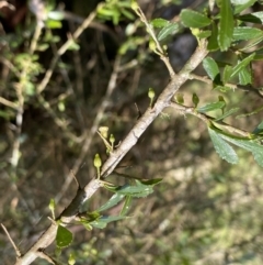 Melicytus dentatus at Berlang, NSW - 25 Sep 2022