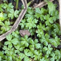 Hydrocotyle tripartita (Pennywort) at Berlang, NSW - 25 Sep 2022 by NedJohnston