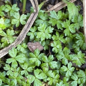 Hydrocotyle tripartita at Berlang, NSW - 25 Sep 2022