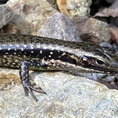 Eulamprus heatwolei (Yellow-bellied Water Skink) at Berlang, NSW - 25 Sep 2022 by NedJohnston