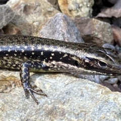 Eulamprus heatwolei (Yellow-bellied Water Skink) at Berlang, NSW - 25 Sep 2022 by Ned_Johnston