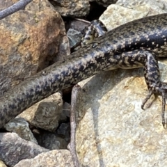 Eulamprus heatwolei at Berlang, NSW - 25 Sep 2022