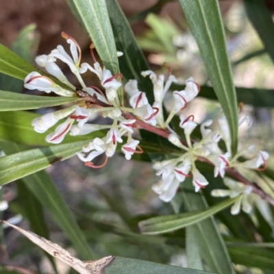 Hakea eriantha (Tree Hakea) at QPRC LGA - 25 Sep 2022 by Ned_Johnston