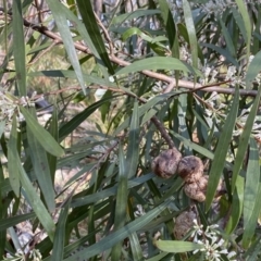 Hakea eriantha at Berlang, NSW - 25 Sep 2022 02:33 PM