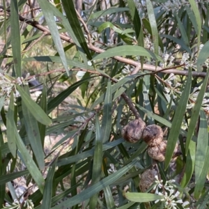 Hakea eriantha at Berlang, NSW - 25 Sep 2022 02:33 PM