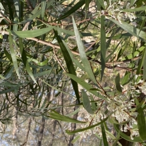 Hakea eriantha at Berlang, NSW - 25 Sep 2022 02:33 PM