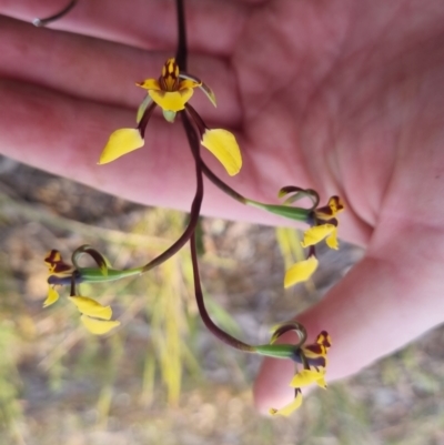 Diuris pardina (Leopard Doubletail) at Bungendore, NSW - 3 Oct 2022 by clarehoneydove