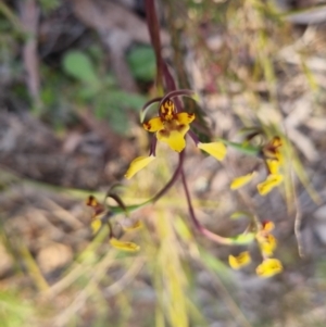 Diuris pardina at QPRC LGA - 3 Oct 2022