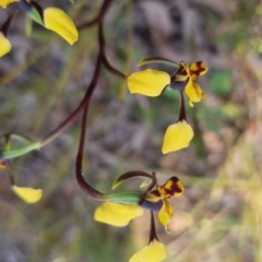 Diuris pardina at QPRC LGA - 3 Oct 2022