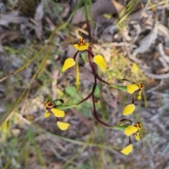 Diuris pardina at QPRC LGA - 3 Oct 2022