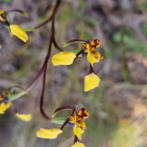 Diuris pardina at QPRC LGA - 3 Oct 2022