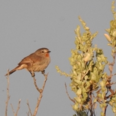 Pyrrholaemus brunneus (Redthroat) at Balranald, NSW - 30 Sep 2022 by Liam.m