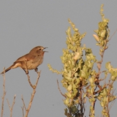 Pyrrholaemus brunneus at Balranald, NSW - suppressed