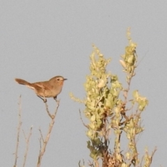 Pyrrholaemus brunneus at Balranald, NSW - 30 Sep 2022