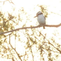 Todiramphus pyrrhopygius (Red-backed Kingfisher) at Balranald, NSW - 30 Sep 2022 by Liam.m