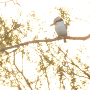 Todiramphus pyrrhopygius at Balranald, NSW - 30 Sep 2022