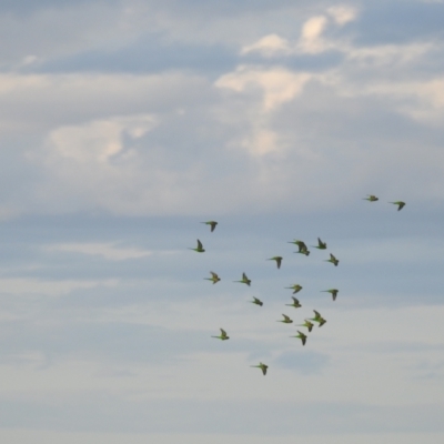 Melopsittacus undulatus (Budgerigar) at Balranald, NSW - 30 Sep 2022 by Liam.m