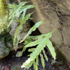 Microsorum pustulatum subsp. pustulatum (Kangaroo Fern) at Berlang, NSW - 25 Sep 2022 by Ned_Johnston