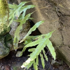 Microsorum pustulatum subsp. pustulatum (Kangaroo Fern) at Deua National Park (CNM area) - 25 Sep 2022 by Ned_Johnston