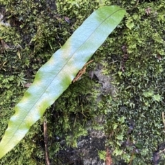 Microsorum pustulatum subsp. pustulatum at Berlang, NSW - 25 Sep 2022