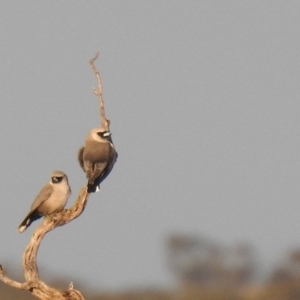 Artamus cinereus at Balranald, NSW - suppressed