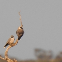 Artamus cinereus (Black-faced Woodswallow) at Balranald, NSW - 30 Sep 2022 by Liam.m