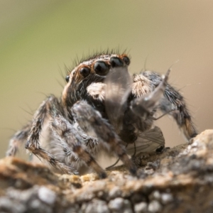 Maratus proszynskii at Booth, ACT - 3 Oct 2022