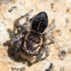 Maratus proszynskii at Booth, ACT - 3 Oct 2022