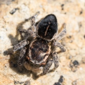 Maratus proszynskii at Booth, ACT - 3 Oct 2022