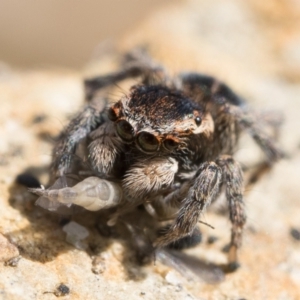 Maratus proszynskii at Booth, ACT - 3 Oct 2022 10:00 AM