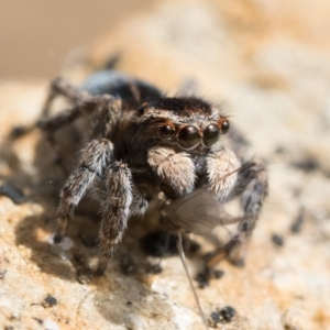 Maratus proszynskii at Booth, ACT - 3 Oct 2022 10:00 AM