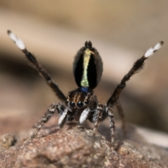 Maratus chrysomelas (Variable Peacock Spider) at Booth, ACT - 3 Oct 2022 by patrickcox
