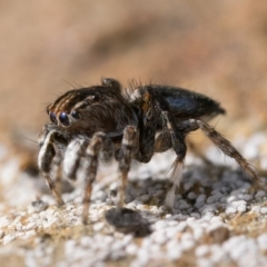 Maratus chrysomelas at Booth, ACT - 3 Oct 2022 10:00 AM