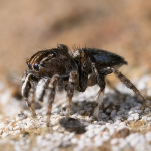Maratus chrysomelas at Booth, ACT - 3 Oct 2022