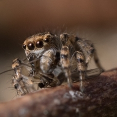 Maratus chrysomelas at Booth, ACT - 3 Oct 2022 10:00 AM