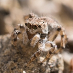 Maratus chrysomelas at Booth, ACT - 3 Oct 2022 10:00 AM