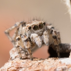 Maratus chrysomelas at Booth, ACT - 3 Oct 2022 10:00 AM