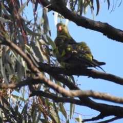 Polytelis anthopeplus monarchoides (Regent Parrot) at Euston, NSW - 30 Sep 2022 by Liam.m